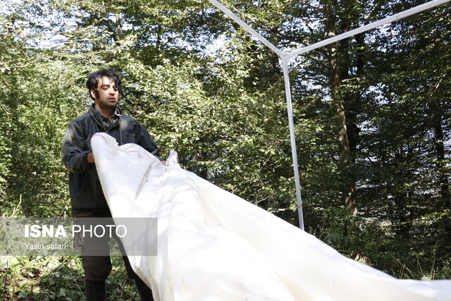 فصل گاوبانگی در زیستگاه های هیرکانی