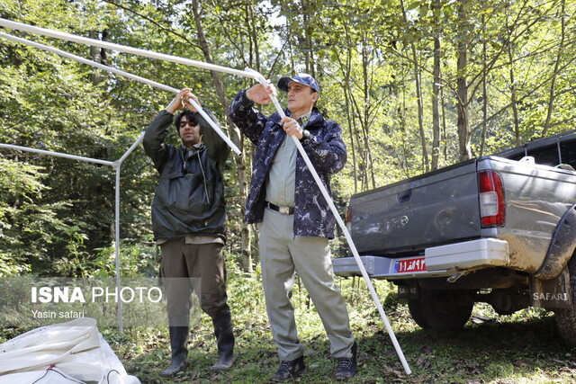 فصل گاوبانگی در زیستگاه های هیرکانی