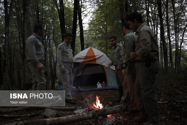 فصل گاوبانگی در زیستگاه های هیرکانی