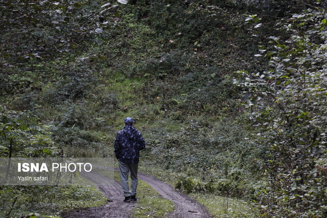 فصل گاوبانگی در زیستگاه های هیرکانی
