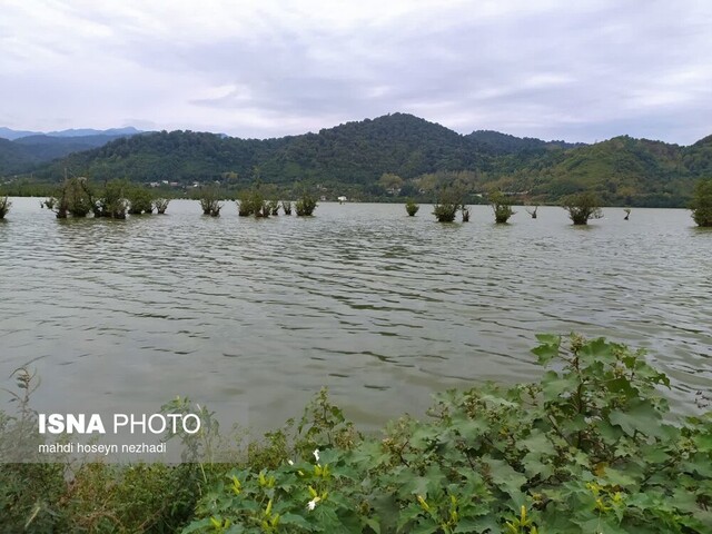 بارش های سیل آسا حیات طبیعی تالاب استیل آستارا را احیا کرد + تصاویر