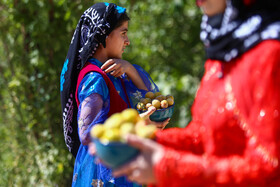 برداشت آلو در روستای حیدره قاضی خان