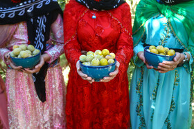 برداشت آلو در روستای حیدره قاضی خان