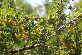 برداشت آلو در روستای حیدره قاضی خان