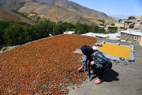 برداشت آلو در روستای حیدره قاضی خان