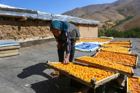 برداشت آلو در روستای حیدره قاضی خان