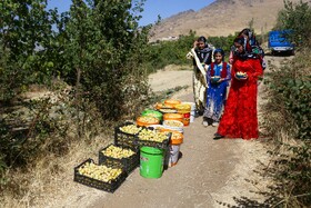 برداشت آلو در روستای حیدره قاضی خان