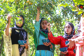 برداشت آلو در روستای حیدره قاضی خان