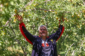 برداشت آلو در روستای حیدره قاضی خان