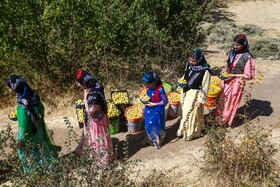 برداشت آلو در روستای حیدره قاضی خان