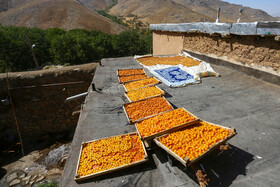 برداشت آلو در روستای حیدره قاضی خان