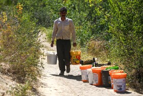 برداشت آلو در روستای حیدره قاضی خان