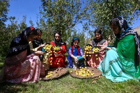 برداشت آلو در روستای حیدره قاضی خان