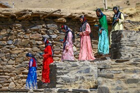 برداشت آلو در روستای حیدره قاضی خان