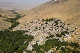 برداشت آلو در روستای حیدره قاضی خان