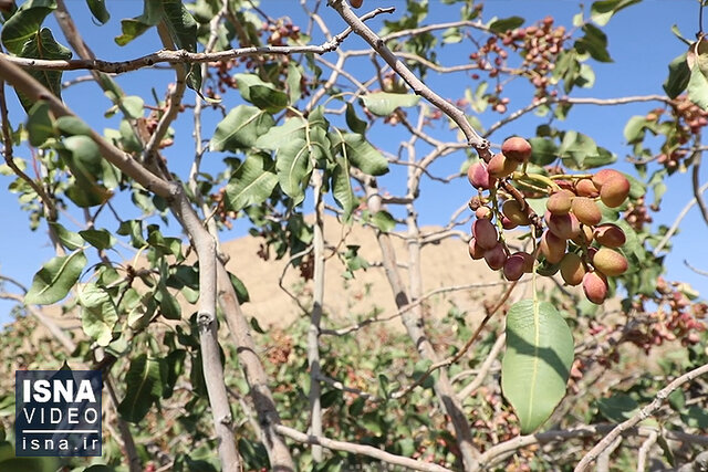 ویدیو / برداشت پسته از باغات زنگی آباد کرمان ویدیو / برداشت پسته از باغات زنگی آباد کرمان