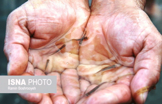 رهاسازی ۴ میلیون بچه سوف در رودخانهها و تالابهای گیلان