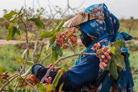 برداشت پسته از باغات زنگی آباد کرمان