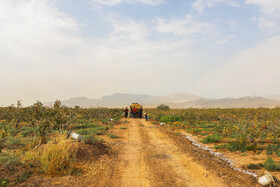 برداشت پسته از باغات زنگی آباد کرمان