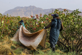 برداشت پسته از باغات زنگی آباد کرمان