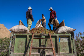 برداشت پسته از باغات زنگی آباد کرمان