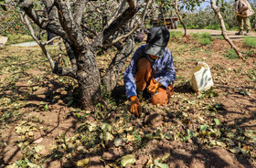 برداشت پسته از باغات زنگی آباد کرمان