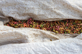 برداشت پسته از باغات زنگی آباد کرمان