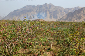 برداشت پسته از باغات زنگی آباد کرمان