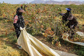 برداشت پسته از باغات زنگی آباد کرمان