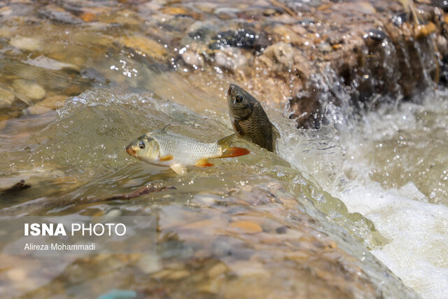 رهاسازی ۴ میلیون بچه سوف در رودخانهها و تالابهای گیلان