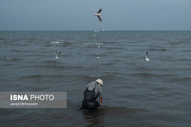 رهاسازی ۴ میلیون بچه سوف در رودخانهها و تالابهای گیلان