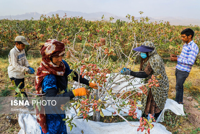 افزایش ۱۶ درصدی برداشت پسته با قدمت ۱۵۰ سال در نایین