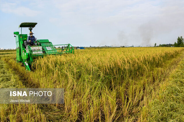 آمادگی ۷۰ درصد شالیزارهای گیلان برای پرورش راتون