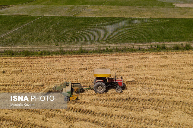 آمادگی ۷۰ درصد شالیزارهای گیلان برای پرورش راتون