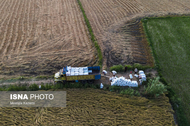 آمادگی ۷۰ درصد شالیزارهای گیلان برای پرورش راتون