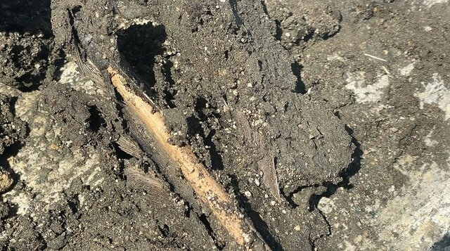 یک کشف بسیار کمیاب