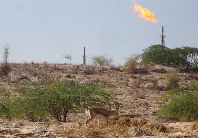 جزییاتی از زندگی "آهوی ایرانی" در خارگ جزییاتی از زندگی "آهوی ایرانی" در خارگ