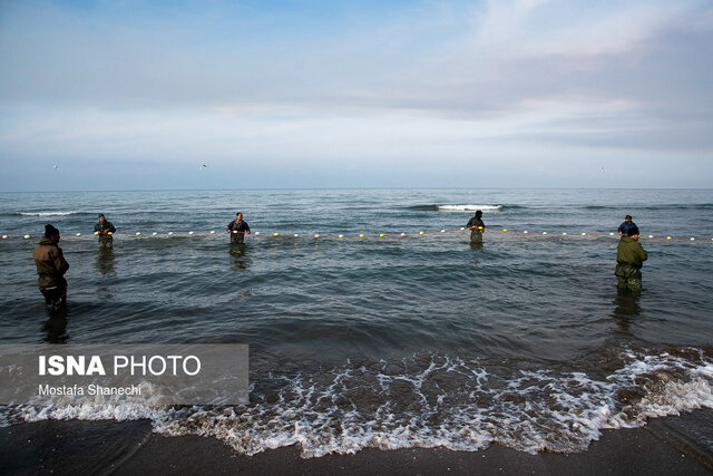 آلایندههای صنعتی و خانگی بلای جان دریا/صید ۷۵۰ هزار تنی صیادان در نوار آبی