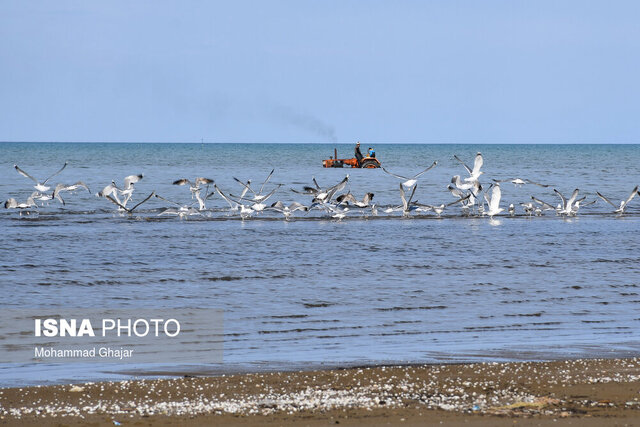آلایندههای صنعتی و خانگی بلای جان دریا/صید ۷۵۰ هزار تنی صیادان در نوار آبی