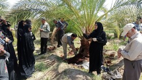 برگزاری کارگاه آموزشی و ترویجی مبارزه با سوسک سرخرطومی حنایی خرما