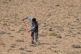 اولین مرحله از پویش مردمی بذرکاری در شهرستان محلات انجام شد