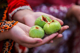 آئین افتتاح جشنواره‌ انجیر ارس