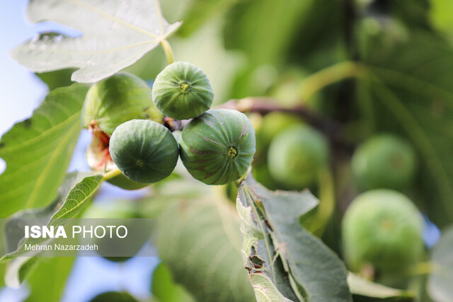 عکس تزئینی است بررسی راهکارهای تقویت جایگاه انجیر فارس در بازارهای هدف بینالمللی