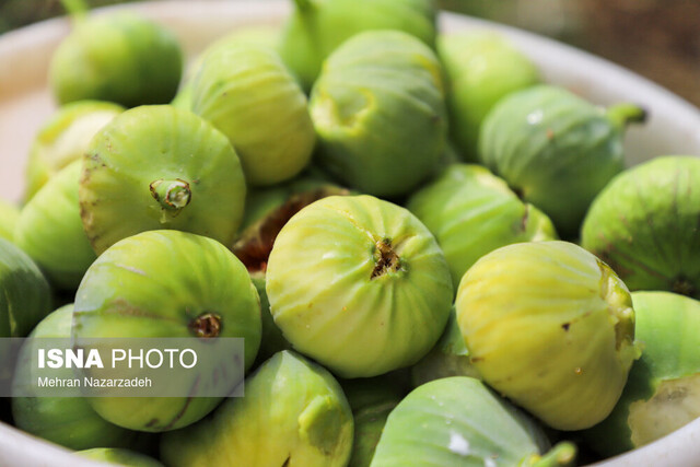 آغاز برداشت انجیر در بهشهر
