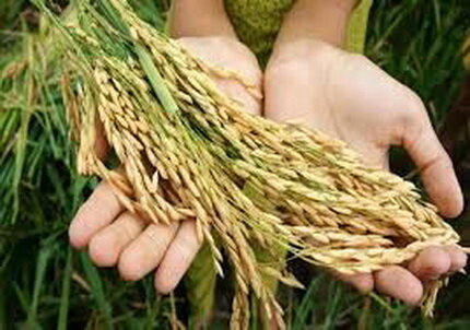 عکس خبر تزیینی است. جزئیات «سند ملی دانشبنیان امنیت غذایی»/ تأمین اعتبار اجرای سند از مسیر برنامه هفتم توسعه