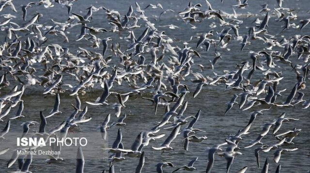 کارگاههای آموزشی پرورش ماهیان زینتی در لنگرود و املش برگزار شد