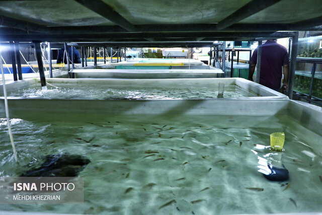 کارگاههای آموزشی پرورش ماهیان زینتی در لنگرود و املش برگزار شد