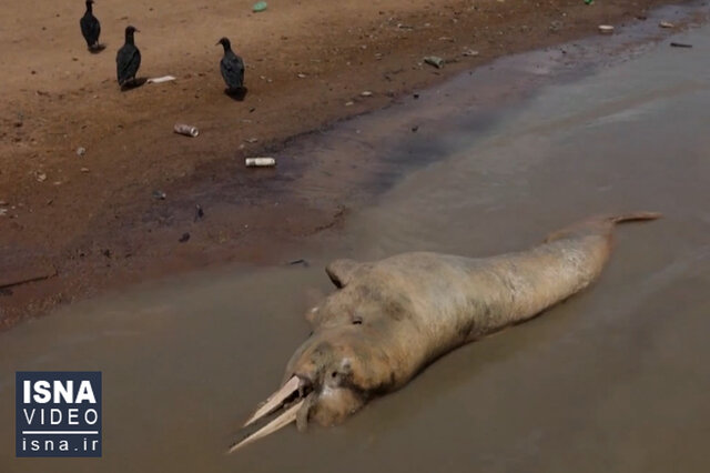ویدیو/ دلفین‌ها، قربانی گرمای هوا در آمازون