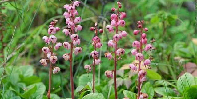 کشت ۲۰۰۰ هکتار گیاه دارویی در اراضی دیم همدان کشت ۲۰۰۰ هکتار گیاه دارویی در اراضی دیم همدان