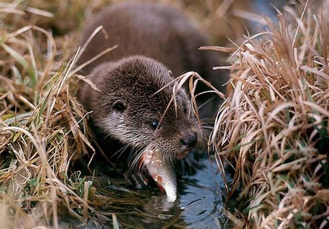 جزیرهای شدن زیستگاهها؛ زنگ خطر جدی برای تنوع ژنتیکی یکسان پستانداران بزرگ جثه گیلان